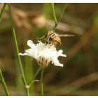 Mezei fejvirág (Cephalaria transsylvanica) vetőmag