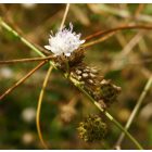 Mezei fejvirág (Cephalaria transsylvanica) vetőmag