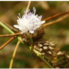 Mezei fejvirág (Cephalaria transsylvanica) vetőmag