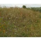 Mezei fejvirág (Cephalaria transsylvanica) vetőmag