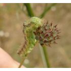 Mezei fejvirág (Cephalaria transsylvanica) vetőmag