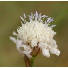 Mezei fejvirág (Cephalaria transsylvanica) vetőmag