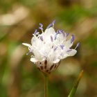 Mezei fejvirág (Cephalaria transsylvanica) vetőmag