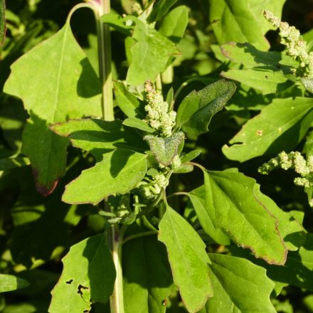 Fehér libatop (Chenopodium album) vetőmag