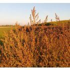 Fehér libatop (Chenopodium album) vetőmag