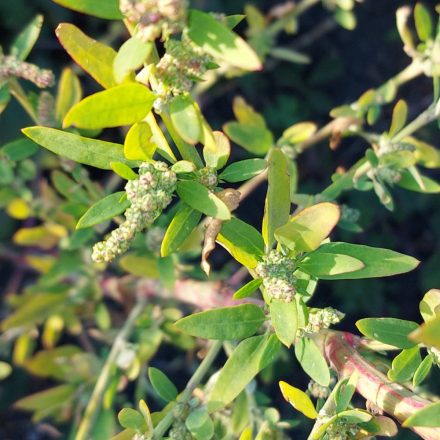 Hegyeslevelű libatop (Chenopodium polyspermum) vetőmag