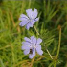 Mezei katáng (Cichorium intybus) vetőmag