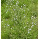 Mezei katáng (Cichorium intybus) vetőmag