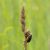 Csomós ebír (Dactylis glomerata) vetőmag
