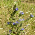 Terjőke kígyószisz (Echium vulgare) vetőmag