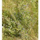 Terjőke kígyószisz (Echium vulgare) vetőmag
