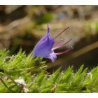 Terjőke kígyószisz (Echium vulgare) vetőmag
