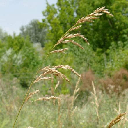 Nádképű csenkesz (Festuca arundinacea) vetőmag