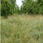 Nádképű csenkesz (Festuca arundinacea) vetőmag