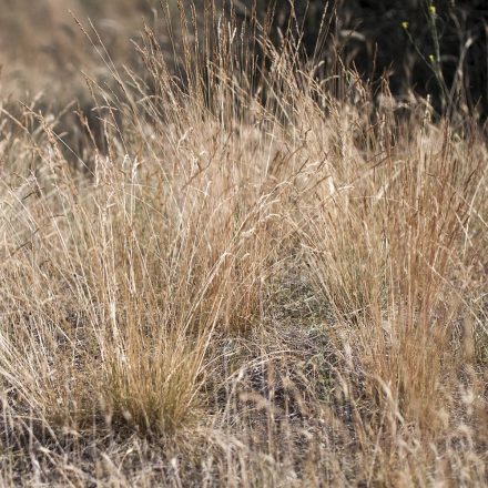 Tecei csenkesz (Festuca pseudovaginata) vetőmag