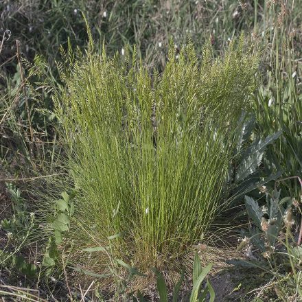 Barázdált csenkesz (Festuca rupicola) vetőmag