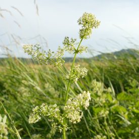 Közönséges galaj (Galium mollugo) vetőmag