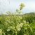 Közönséges galaj (Galium mollugo) vetőmag