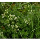 Közönséges galaj (Galium mollugo) vetőmag