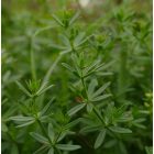 Közönséges galaj (Galium mollugo) vetőmag
