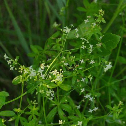 Mocsári galaj (Galium palustre) vetőmag