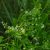 Mocsári galaj (Galium palustre) vetőmag