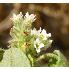 Európai kunkor (Heliotropium europaeum) vetőmag