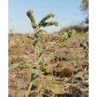 Európai kunkor (Heliotropium europaeum) vetőmag