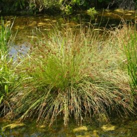 Békaszittyó (Juncus effusus) vetőmag