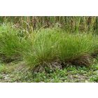 Békaszittyó (Juncus effusus) vetőmag