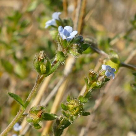 Bojtorjános koldustetű (Lappula squarrosa) vetőmag