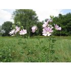 Parlagi madármályva (Lavatera thuringiaca) vetőmag