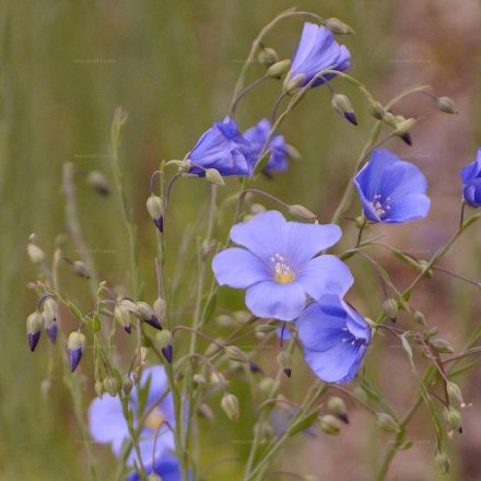 Hegyi len (Linum austriacum) vetőmag