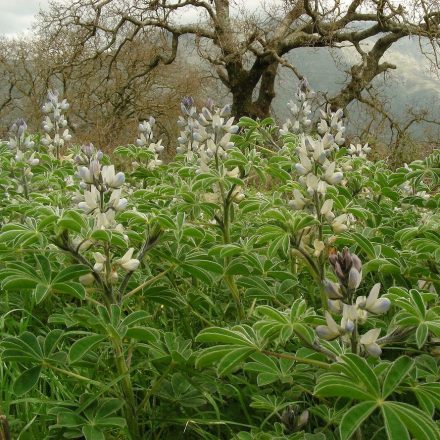 Csillagfürt (édes típus) (Lupinus sp) vetőmag