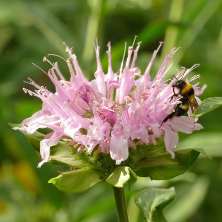 Méhbalzsam (Monarda didyma) vetőmag