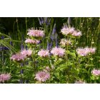 Méhbalzsam (Monarda didyma) vetőmag