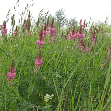 Takarmány baltacim (Onobrychis viciifolia) vetőmag