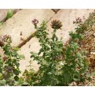 Szurokfű, oregano kerti forma (Origanum sp.) vetőmag