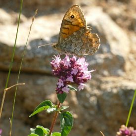 Szurokfű, oregano vad forma (Origanum vulgare) vetőmag