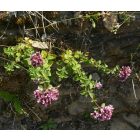 Szurokfű, oregano vad forma (Origanum vulgare) vetőmag