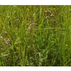 Szurokfű, oregano vad forma (Origanum vulgare) vetőmag