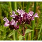 Szurokfű, oregano vad forma (Origanum vulgare) vetőmag