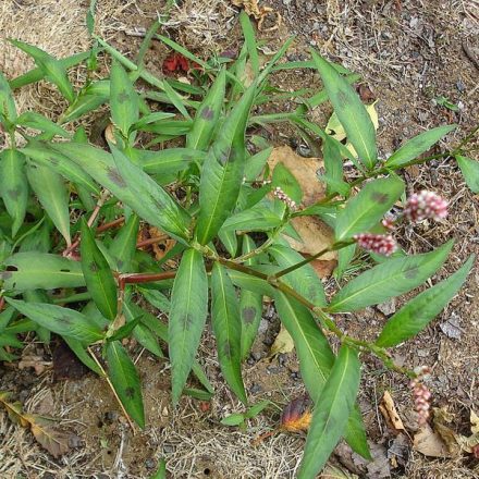Baracklevelű keserűfű (Persicaria maculosa ) vetőmag
