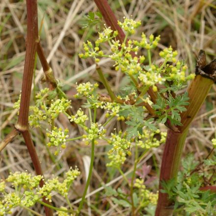 Buglyos kocsord (Peucedanum alsaticum) vetőmag