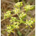 Buglyos kocsord (Peucedanum alsaticum) vetőmag
