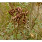 Buglyos kocsord (Peucedanum alsaticum) vetőmag