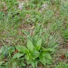 Közepes útifű (Plantago media) vetőmag