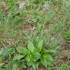 Közepes útifű (Plantago media) vetőmag