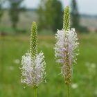 Közepes útifű (Plantago media) vetőmag