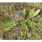 Közepes útifű (Plantago media) vetőmag